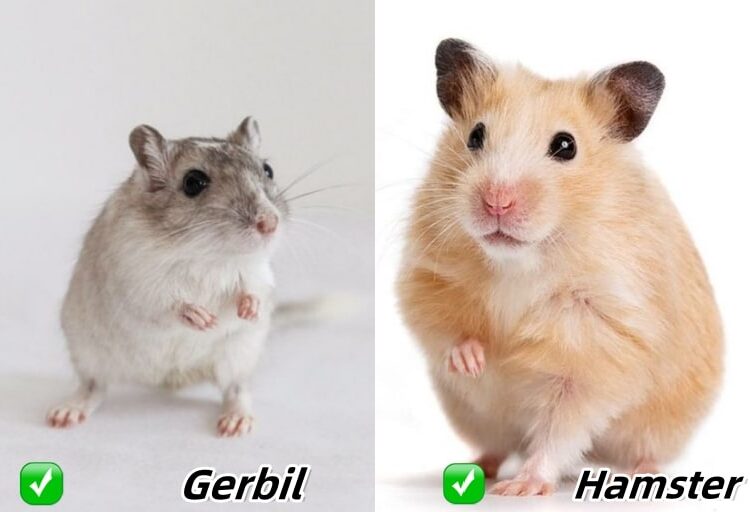 Hamster vs. Gerbil Which Make Better Pets