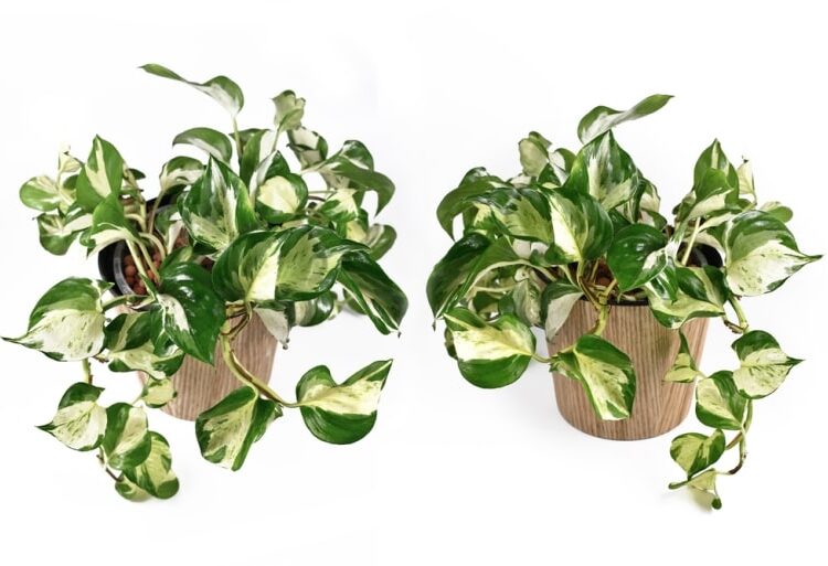 How to Care for Manjula Pothos Best Tips and Tricks